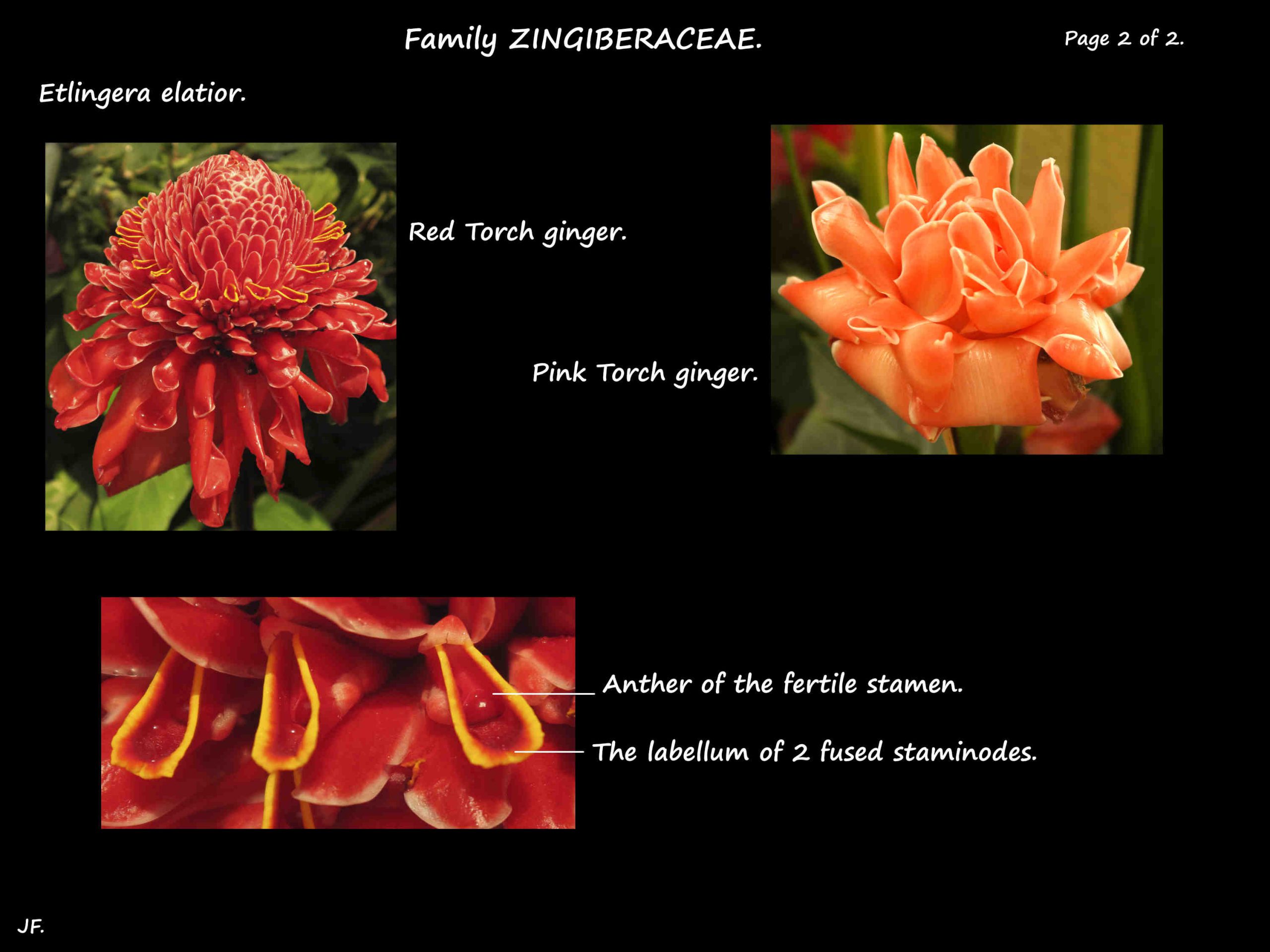 2 Torch Ginger
